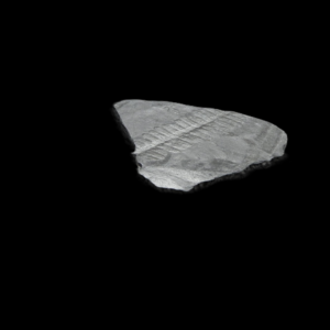 Pecopteris arborescens in Shale
